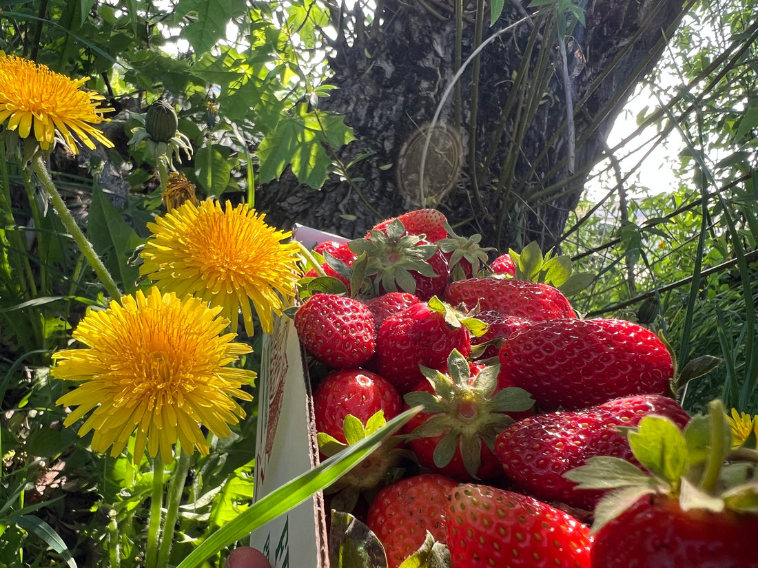 About Our Berries